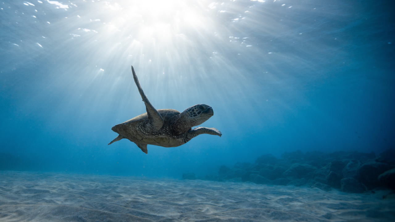 Turtle swimming in the sea